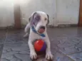 Woody