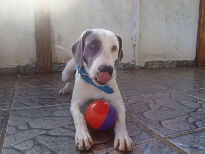 Cachorro ra a Labrador idade 5 anos nome Woody