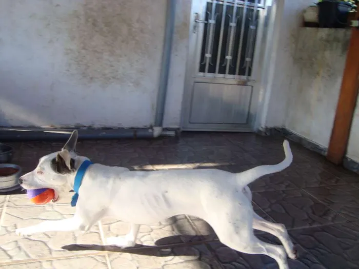 Cachorro ra a Labrador idade 5 anos nome Woody