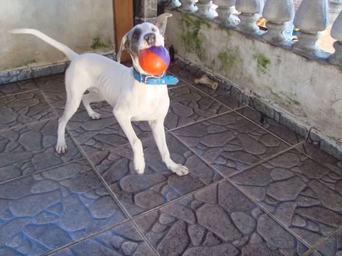Cachorro ra a Labrador idade 5 anos nome Woody