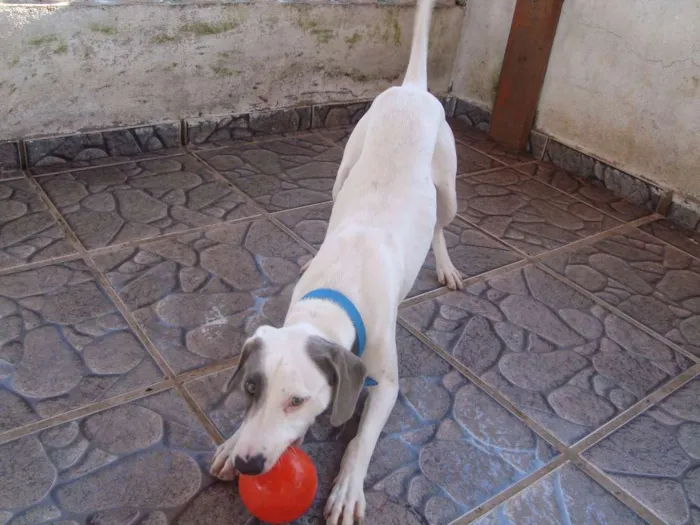 Cachorro ra a Labrador idade 5 anos nome Woody