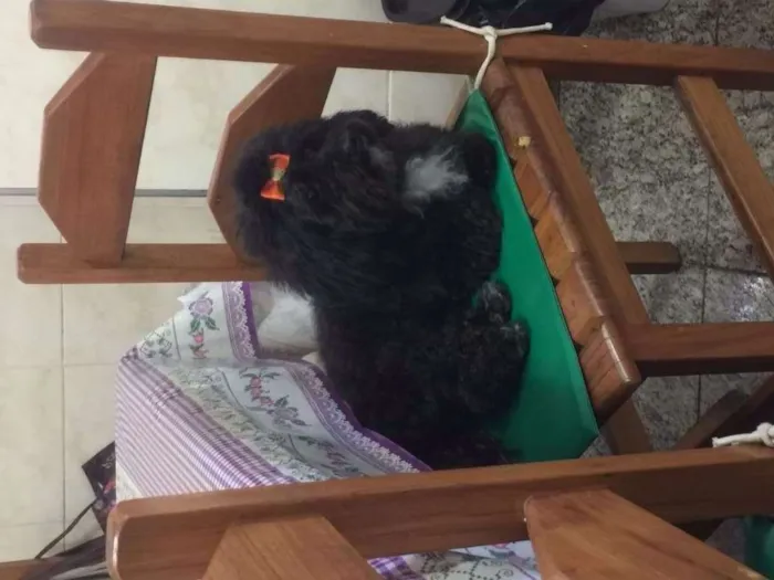 Cachorro raça Poodle idade 5 anos nome Pretinha