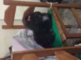 Pretinha