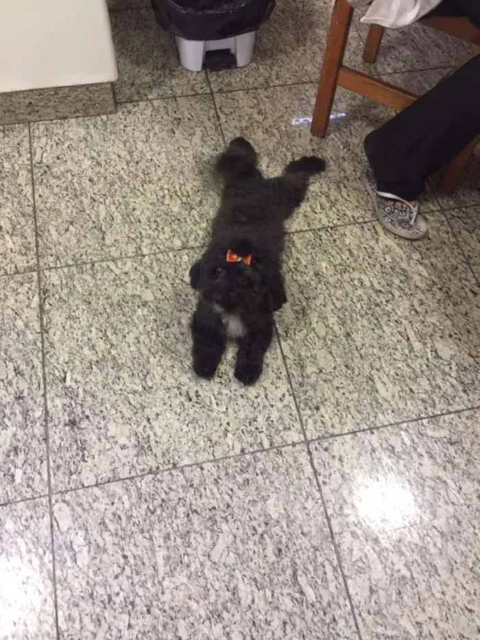 Cachorro raça Poodle idade 5 anos nome Pretinha