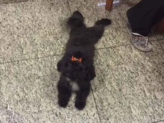 Cachorro raça Poodle idade 5 anos nome Pretinha