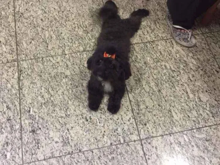 Cachorro raça Poodle idade 5 anos nome Pretinha