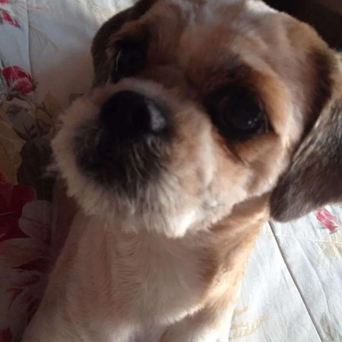 Cachorro ra a Shih Tzu idade 6 ou mais anos nome Cindy