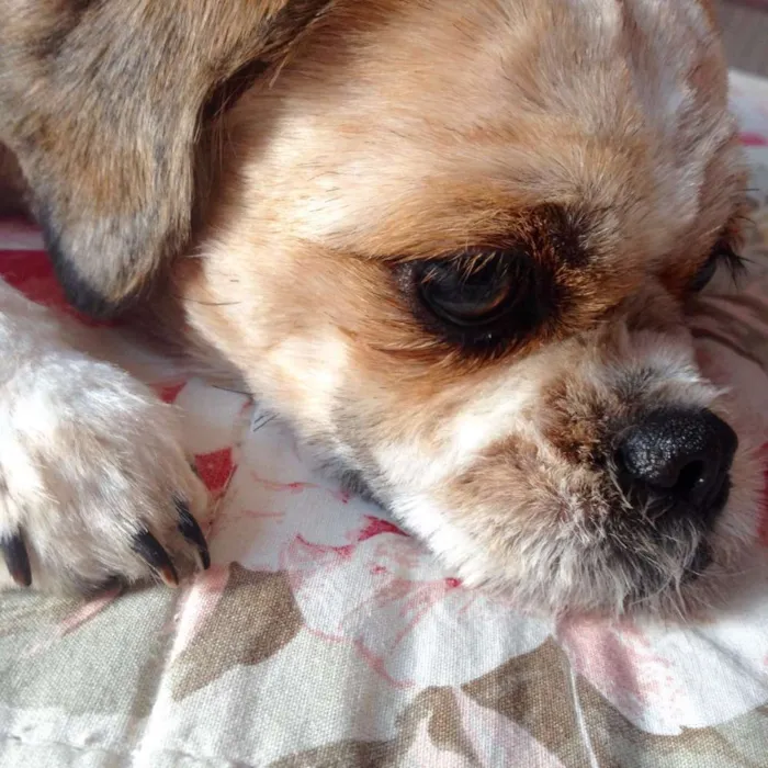 Cachorro ra a Shih Tzu idade 6 ou mais anos nome Cindy