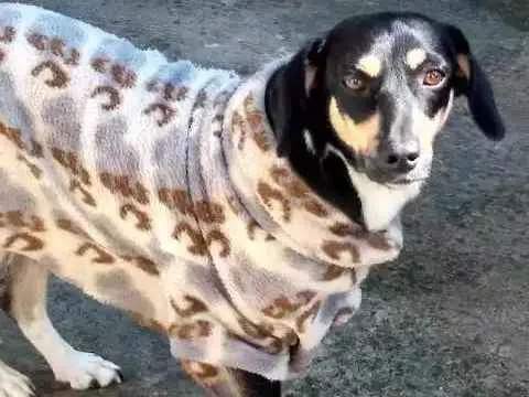 Cachorro ra a Sem raça idade 2 anos nome Pipoca