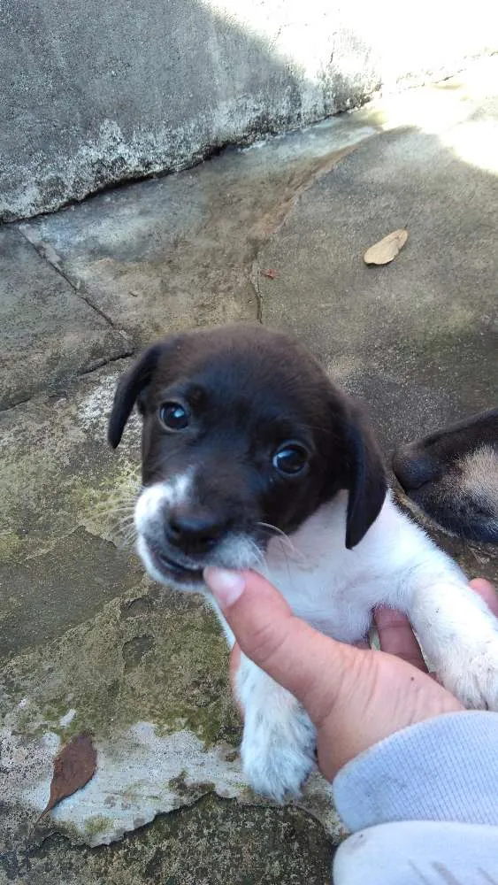 Cachorro ra a Sem raça idade Abaixo de 2 meses nome Não tem nome