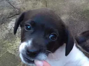 Cachorro raça Sem raça idade Abaixo de 2 meses nome Não tem nome
