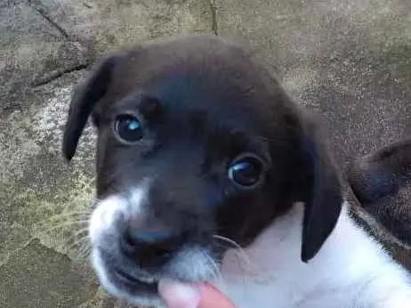 Cachorro ra a Sem raça idade Abaixo de 2 meses nome Não tem nome