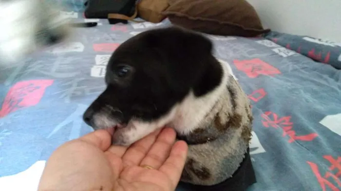 Cachorro ra a Sem raça idade Abaixo de 2 meses nome Não tem nome