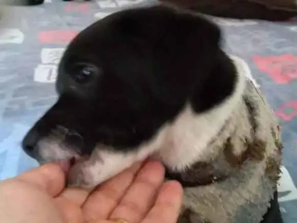 Cachorro ra a Sem raça idade Abaixo de 2 meses nome Não tem nome