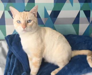Gato raça SRD idade 7 a 11 meses nome Marshmallow
