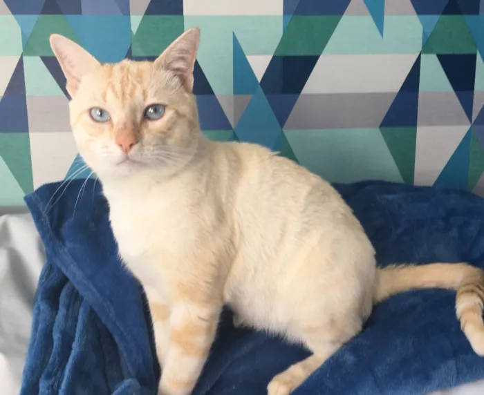 Gato ra a SRD idade 7 a 11 meses nome Marshmallow