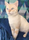 Marshmallow