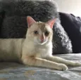 Marshmallow