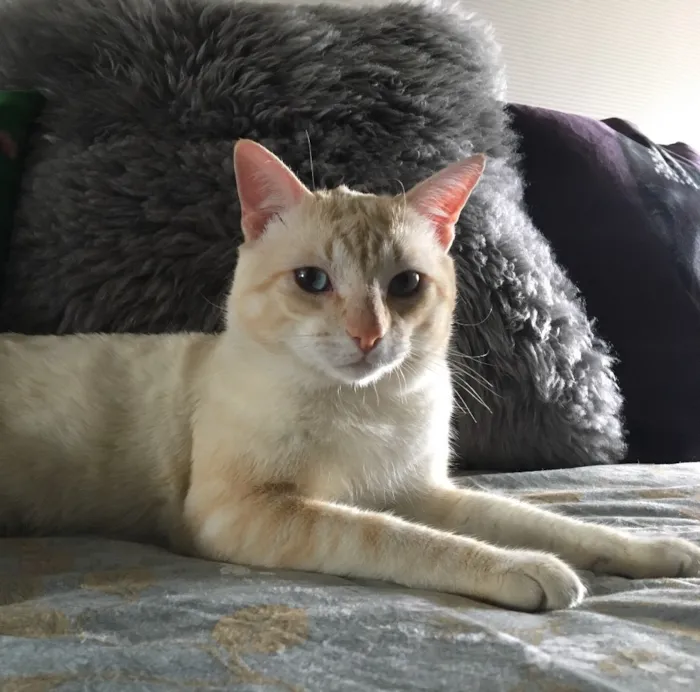 Gato ra a SRD idade 7 a 11 meses nome Marshmallow