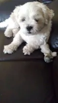 Toby