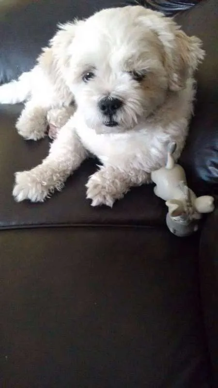 Cachorro ra a Lhasa Apso idade 3 anos nome Toby