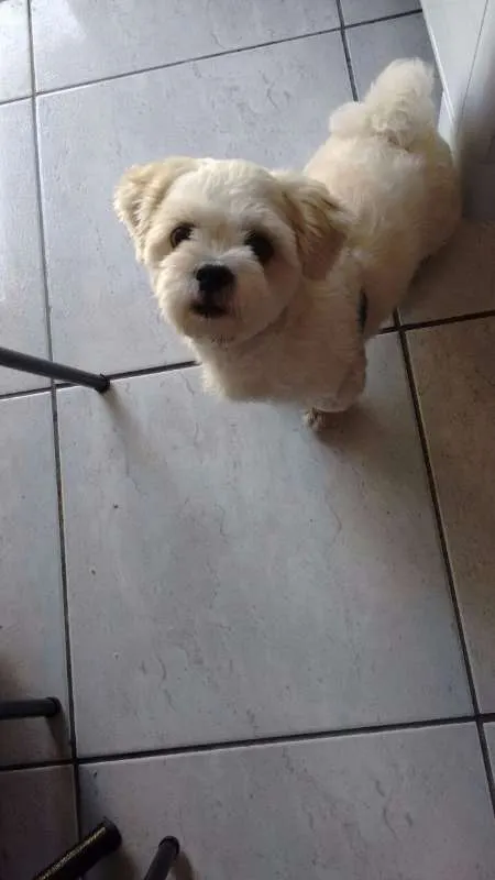 Cachorro ra a Lhasa Apso idade 3 anos nome Toby