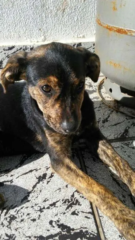 Cachorro ra a não sei idade 2 a 6 meses nome Moa