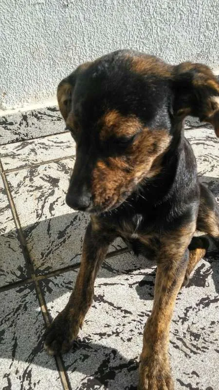 Cachorro ra a não sei idade 2 a 6 meses nome Moa
