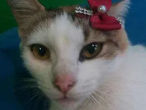Gato raça vira-lata idade 2 anos nome Galadriela