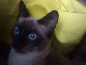 Gato raça Siamês idade 2 a 6 meses nome Luna
