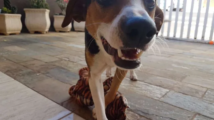 Cachorro ra a nao sei idade 2 anos nome Duda