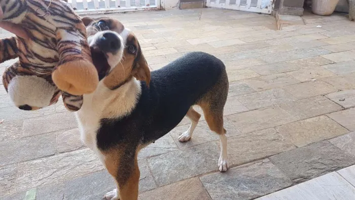 Cachorro ra a nao sei idade 2 anos nome Duda