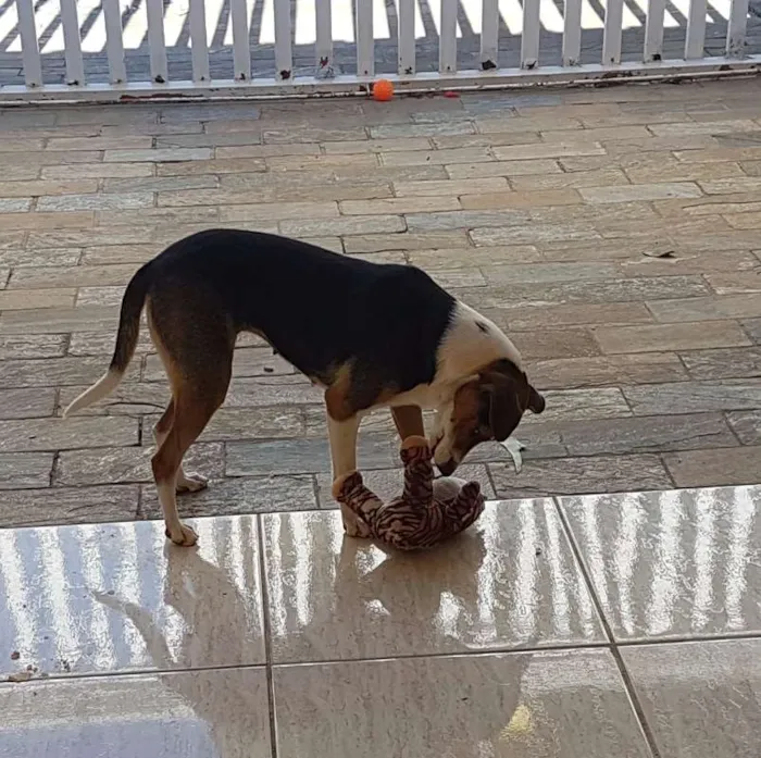 Cachorro ra a nao sei idade 2 anos nome Duda