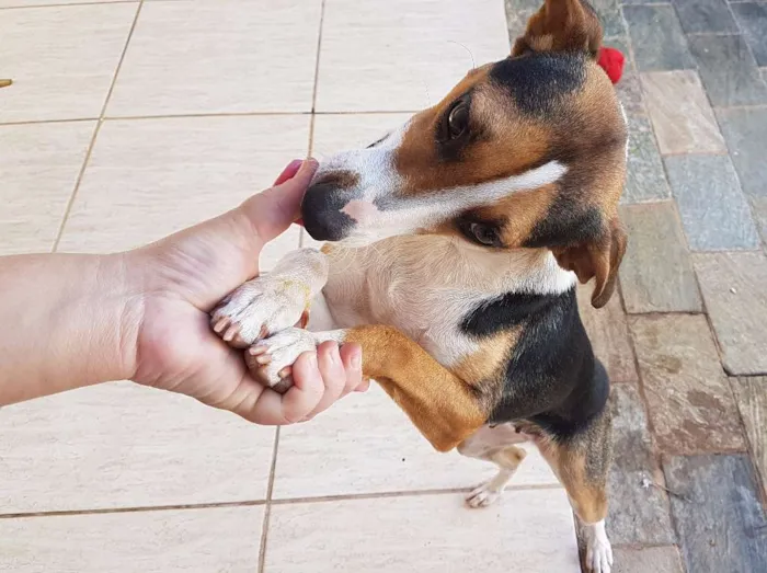 Cachorro ra a nao sei idade 2 anos nome Duda