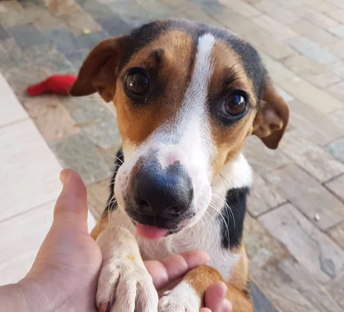 Cachorro ra a nao sei idade 2 anos nome Duda