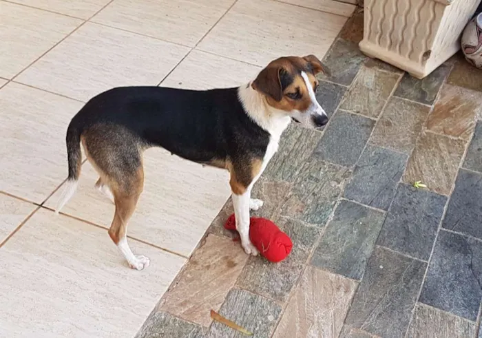 Cachorro ra a nao sei idade 2 anos nome Duda