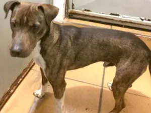 Cachorro raça SRD idade 1 ano nome DOG