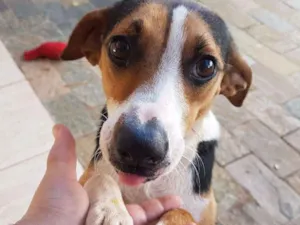 Cachorro raça nao sei idade 2 anos nome Duda