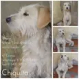 CHIQUITA