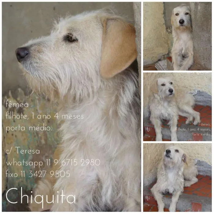 Cachorro ra a SRD idade 1 ano nome CHIQUITA