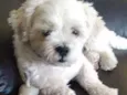 Toby
