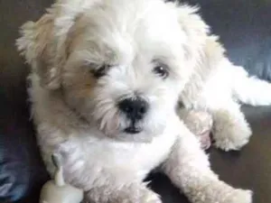 Cachorro raça Lhasa Apso idade 3 anos nome Toby