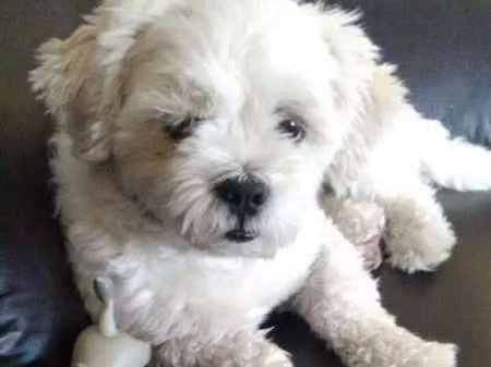 Cachorro ra a Lhasa Apso idade 3 anos nome Toby