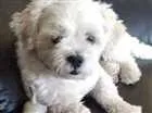 Cachorro raça Lhasa Apso idade 3 anos nome Toby