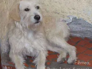 Cachorro raça SRD idade 1 ano nome CHIQUITA