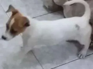 Cachorro raça  idade 2 a 6 meses nome Mel