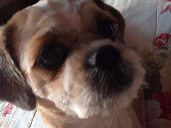 Cachorro ra a Shih Tzu idade 6 ou mais anos nome Cindy