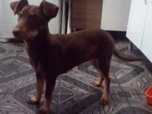 Cachorro raça Vira lata idade 1 ano nome Mel