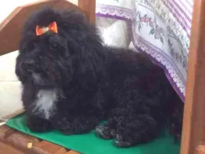 Cachorro raça Poodle idade 5 anos nome Pretinha