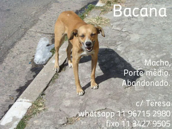 Cachorro ra a SRD idade 2 anos nome BACANA